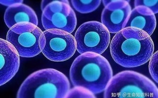科普丨免疫细胞对人体健康的八大作用