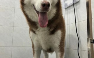 宠物美容行业介绍及职业发展建议