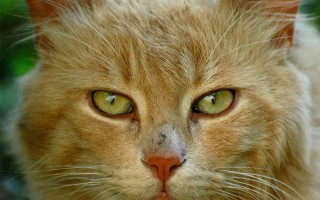 守护猫咪的尊严，一起关于监控与尊重的故事