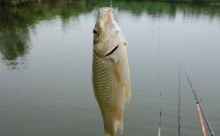 成都新都钓鱼