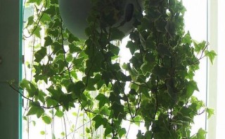 花架垂钓植物