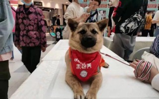 宠物买卖和培训指南