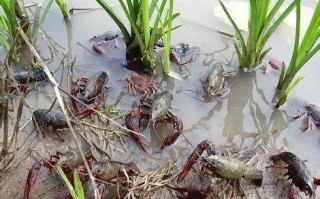 上海免费钓小龙虾的地方