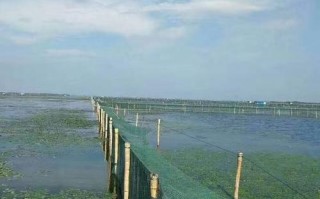 阳澄湖围网垂钓
