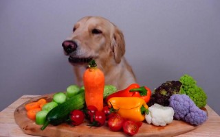 宠物食物英语