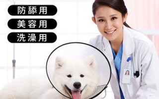 伊丽莎白宠物：宠物护理专家为您解答