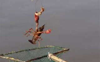 龙虾钓法
