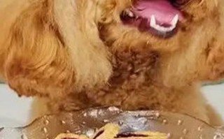 仓鼠磨牙零食有哪些