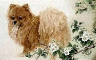 富贵的名字宠物