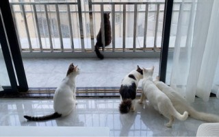 视频1：搞笑猫咪集锦