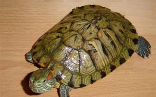 家庭养宠物有哪些责任呢
