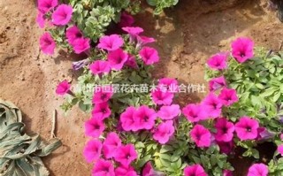 牵牛花批发基地