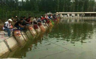 霸州九湖鱼馆电话