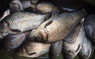 1.了解涿州的钓鱼场所