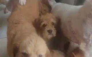 宠物不想养了该怎么办