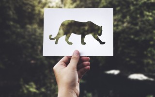 南京玄武湖惊现野猪横渡，生态变迁与公众关注
