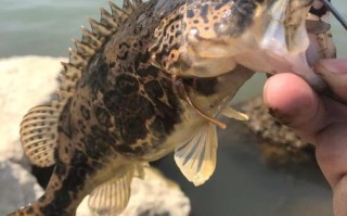 春天钓鳜鱼选什么时间段