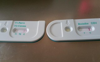 宠物疫病基因检测：重要性和应用