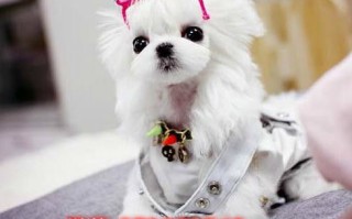 小狗应该买什么玩具