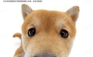 宠物摄影怎么办