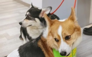 宁德宠物吧