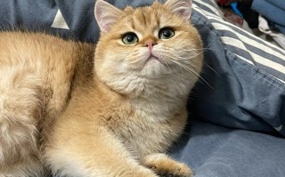 金剑城宠物猫长什么样