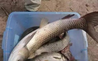 绿色的玉米