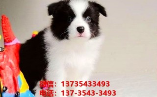 附近宠物托运公司在哪里