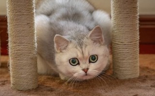 猫咪夏天尿少是怎么回事