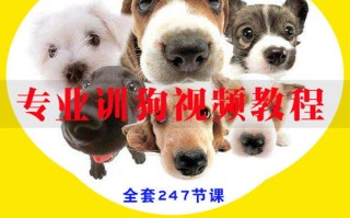 训练宠物动作教程：建立良好的关系和行为