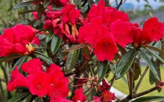 重庆三角梅盛放季红色花瀑下的城市浪漫