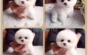 【徐州宠物店|徐州宠物服务信息】