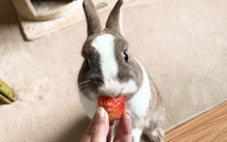 想玩又想吃的宠物兔子叫什么