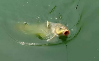 夏季鱼塘垂钓鲤鱼技巧