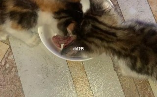 把宠物饿死了