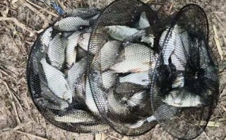 新地河钓鱼