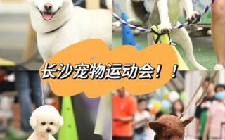 长沙领养宠物基地推荐