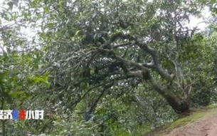 中国古茶树大数据平台