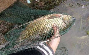 垂钓鳜鱼的最佳饵料选择