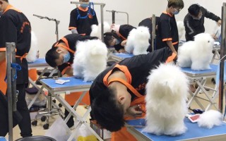 宠物美容培训北京