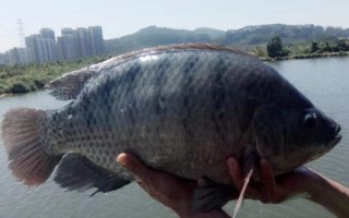 罗甸罗非垂钓最佳季节指南