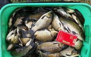 水库如何钓鲫鱼