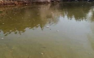 鱼塘垂钓休闲指南