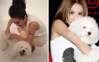 蔡依林的狗是什么品种的狗