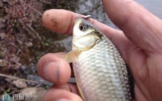 钓小鲫鱼浮漂推荐
