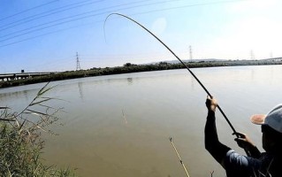 野钓鲢鳙海竿钓法
