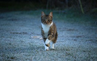 起底0元领养猫咪套路，揭示背后的真相与警示