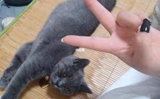宜春领养宠物猫咪指南