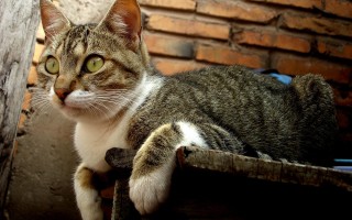猫的哀嚎声，60秒内解读猫咪的沟通艺术