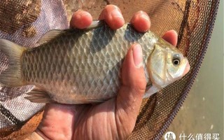 钓鲫鱼用什么味型的饵料